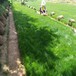 西安新城绿化草皮种子草坪种子