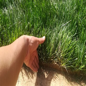 汉中西乡足球场绿化真草坪草坪种子