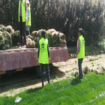 內(nèi)蒙古烏蘭察布綠陽草坪種子種植基地