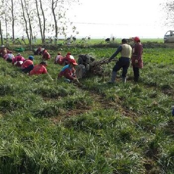 安康平利县卖细叶麦冬麦冬种植苗圃,麦冬苗