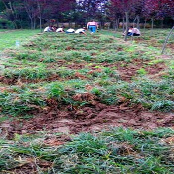 渭南合阳县卖细叶麦冬麦冬种植苗圃,细叶麦冬