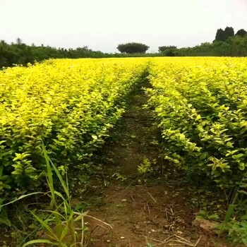 汉中苗木红叶石楠小叶女贞苗圃直达不缓苗