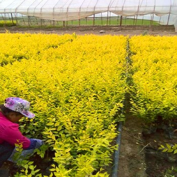 陜西西安桂花樹(shù)苗基地苗木