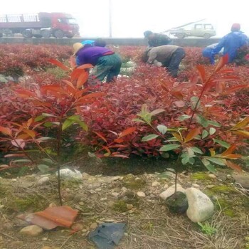 渭南草坪麦冬草苗木基地