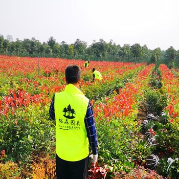 渭南草坪麦冬草苗木基地