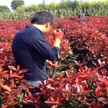 陕西西安桂花绿化景观苗木