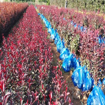 甘肅嘉峪關(guān)紅葉小檗紅楓苗木基地
