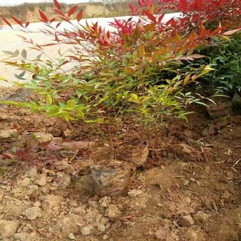 寶雞側(cè)柏龍柏苗木基地