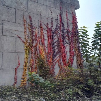 湖北武漢爬墻虎苗爬山虎種植基地