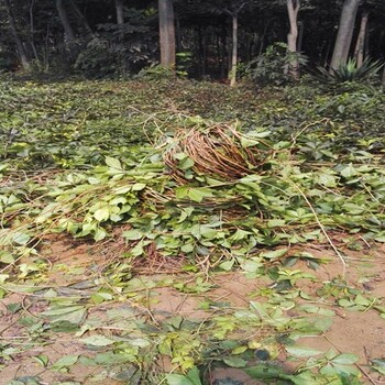 湖南岳阳爬山虎苗爬山虎树苗包成活