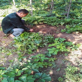 陜西西安爬墻虎苗爬山虎苗圃