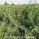 白刺樹(shù)苗子種植方法,白刺苗子