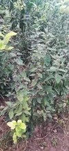 濮陽翅果苗報(bào)價(jià)圖片