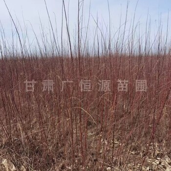 烏魯木齊紅柳樹苗,檉柳
