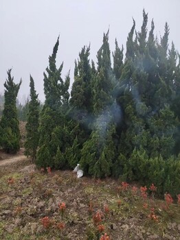 江蘇龍柏種植批發(fā)