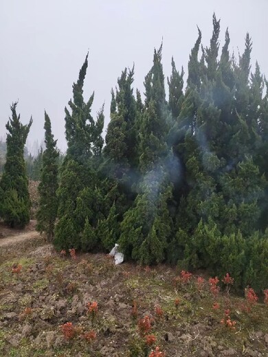 江蘇紅心柏苗木種植