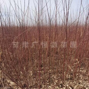 烏蘭察布紅柳苗子