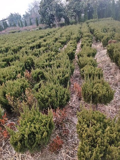 江蘇珍珠柏出售