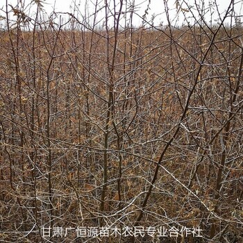 內(nèi)蒙古沙棘苗,沙棘樹苗