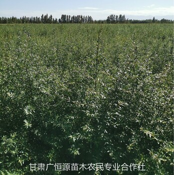 沙棘苗苗圃