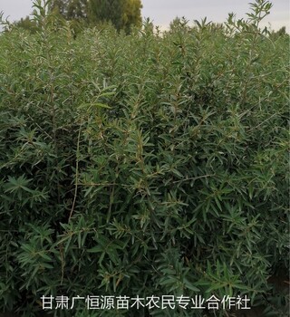 沙棘苗子價格