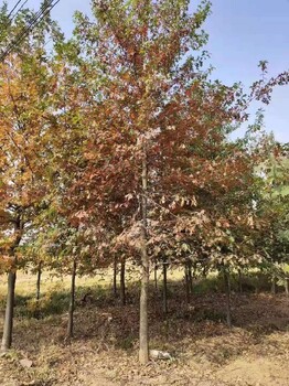 南京秋日夢幻紅楓種植基地