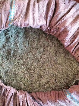 石河子堿蓬種子千粒重