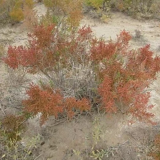 白银盐爪爪种子种植基地