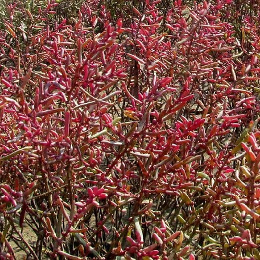 克拉玛依碱蓬种子种植基地