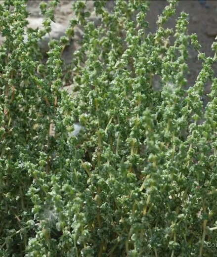 巴彦淖尔碱蓬种子种植