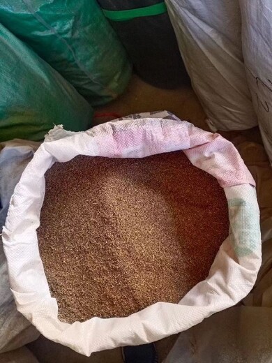 西宁碱蓬种子多少钱一斤