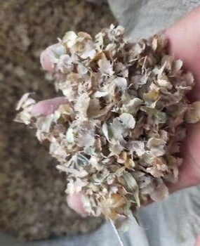 吐鲁番四翅滨藜种子作用