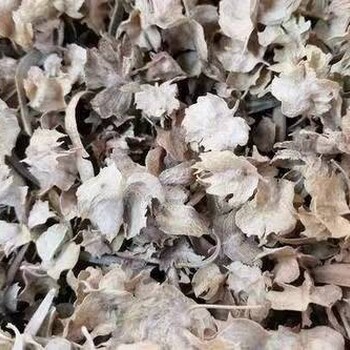 慶陽(yáng)四翅濱藜種子有多大