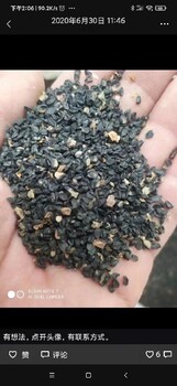 慶陽沙蔥種子基地