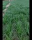 乌海沙葱种子图