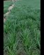 沙蔥種子購(gòu)買圖