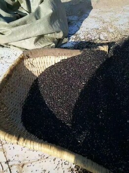 新疆沙葱种子千粒重