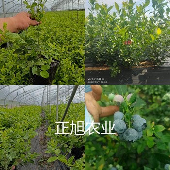 新品种蓝莓苗现货供应、瑞卡蓝莓苗新行情