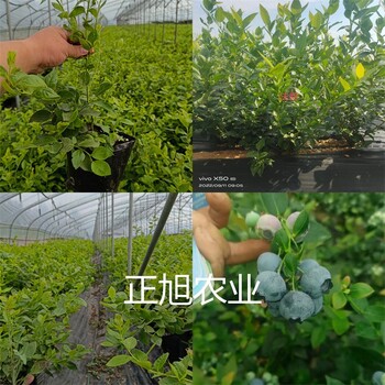 地栽一年蓝莓苗出售价格、追雪蓝莓苗基地有卖