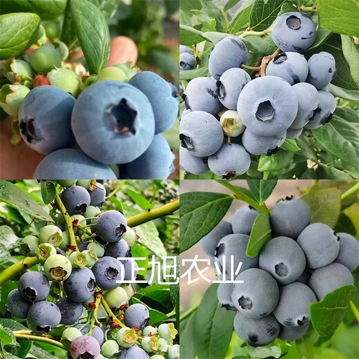 H5蓝莓苗基地直发、暖棚种植蓝莓苗种植表现