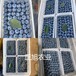 3年蓝莓苗新品种出售、福建龙岩薄雾蓝莓苗精挑好苗
