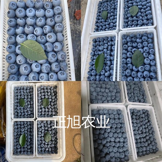 蓝莓苗育苗基地、蓝莓苗质量有保障