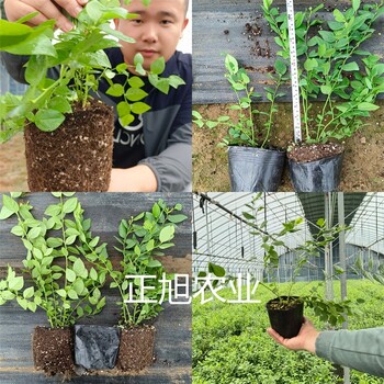 云南德宏1年蓝莓苗品种介绍