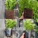 地栽一年蓝莓苗新品种出售、吉林吉林薄雾蓝莓苗精挑好苗