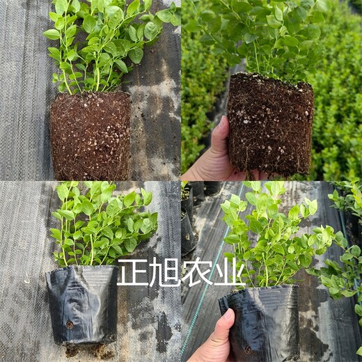 3年蓝莓苗报价、江苏淮安瑞卡蓝莓苗产地直达