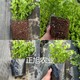 安徽淮北蓝莓苗大量供应图