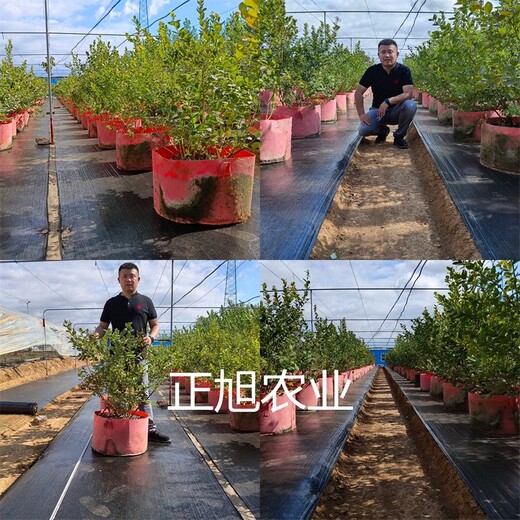 地栽蓝莓苗育苗基地、广西来宾蓝莓苗提供技术