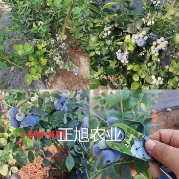 蓝莓苗育苗基地、广西贺州C1蓝莓苗培育基地