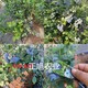 奥尼尔蓝莓苗批发价格、3年蓝莓苗种植表现产品图