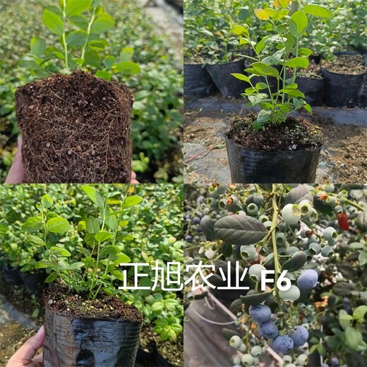 暖棚种植蓝莓苗新品种供应、法新蓝莓苗苗木成活率高